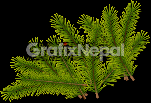 Fir leaves