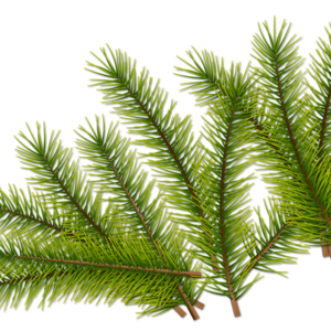 Fir leaves