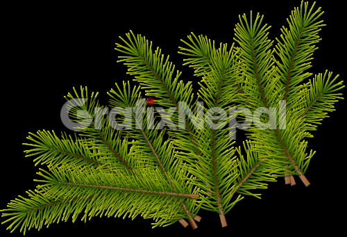 Fir leaves