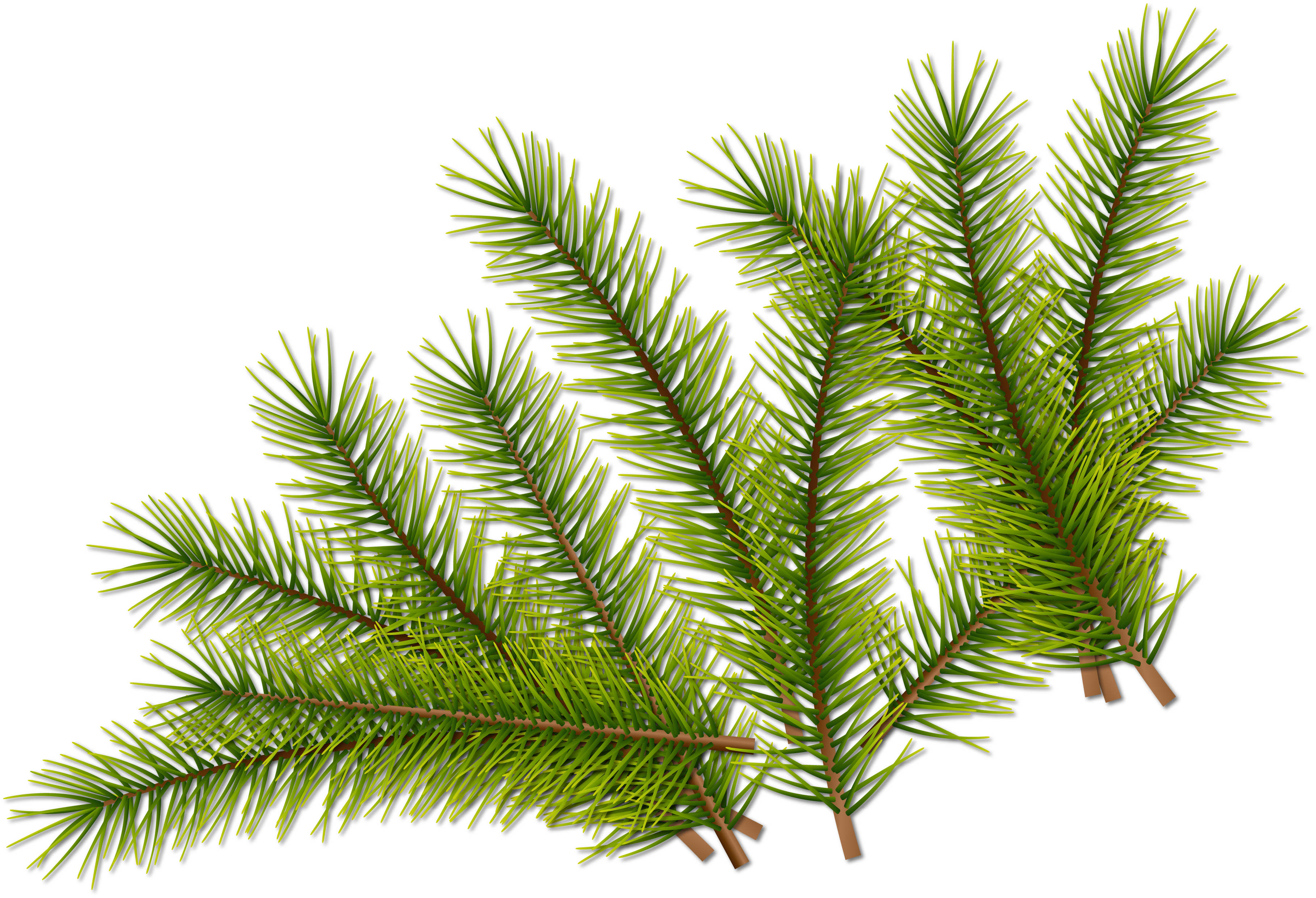 Fir leaves