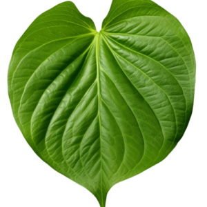 green betel leaf isolated on transparent background