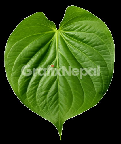 green betel leaf isolated on transparent background