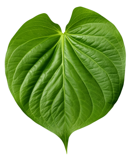 green betel leaf isolated on transparent background